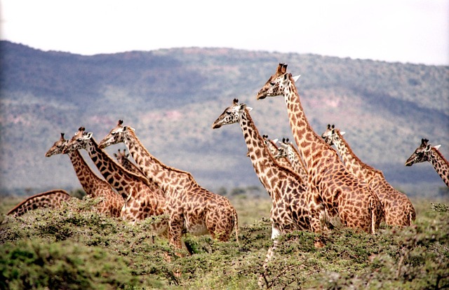 giraffe-657773_640