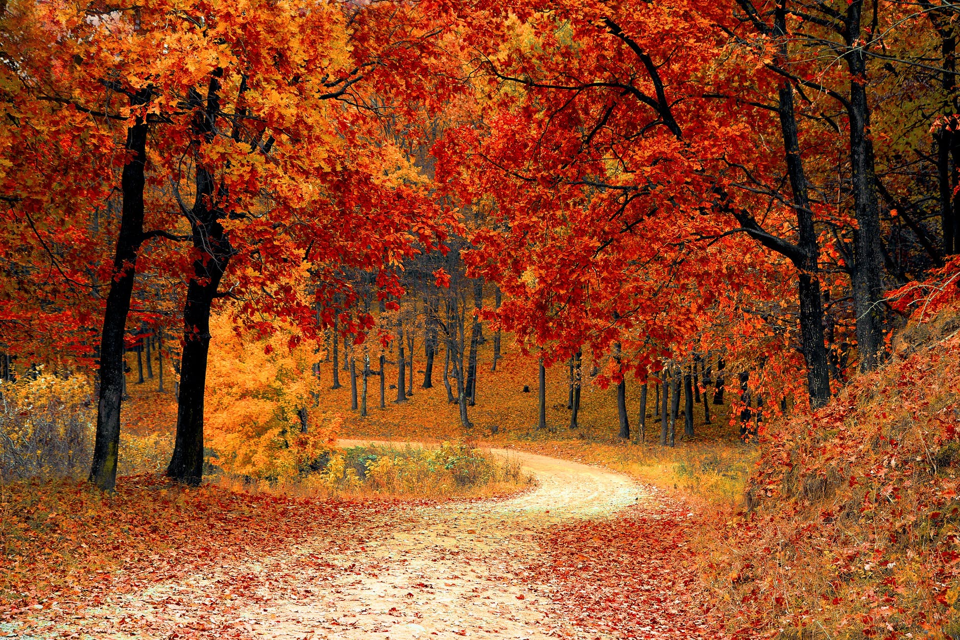 AUTUMN-FOREST